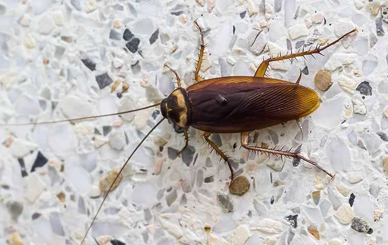 The Most Effective Cockroach Control Solution For Your Salem County 